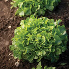 Bauer Oakleaf Lettuce