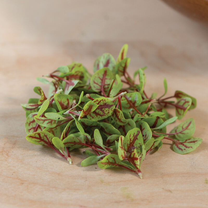 Sorrel, Red Veined Microgreen Herbs