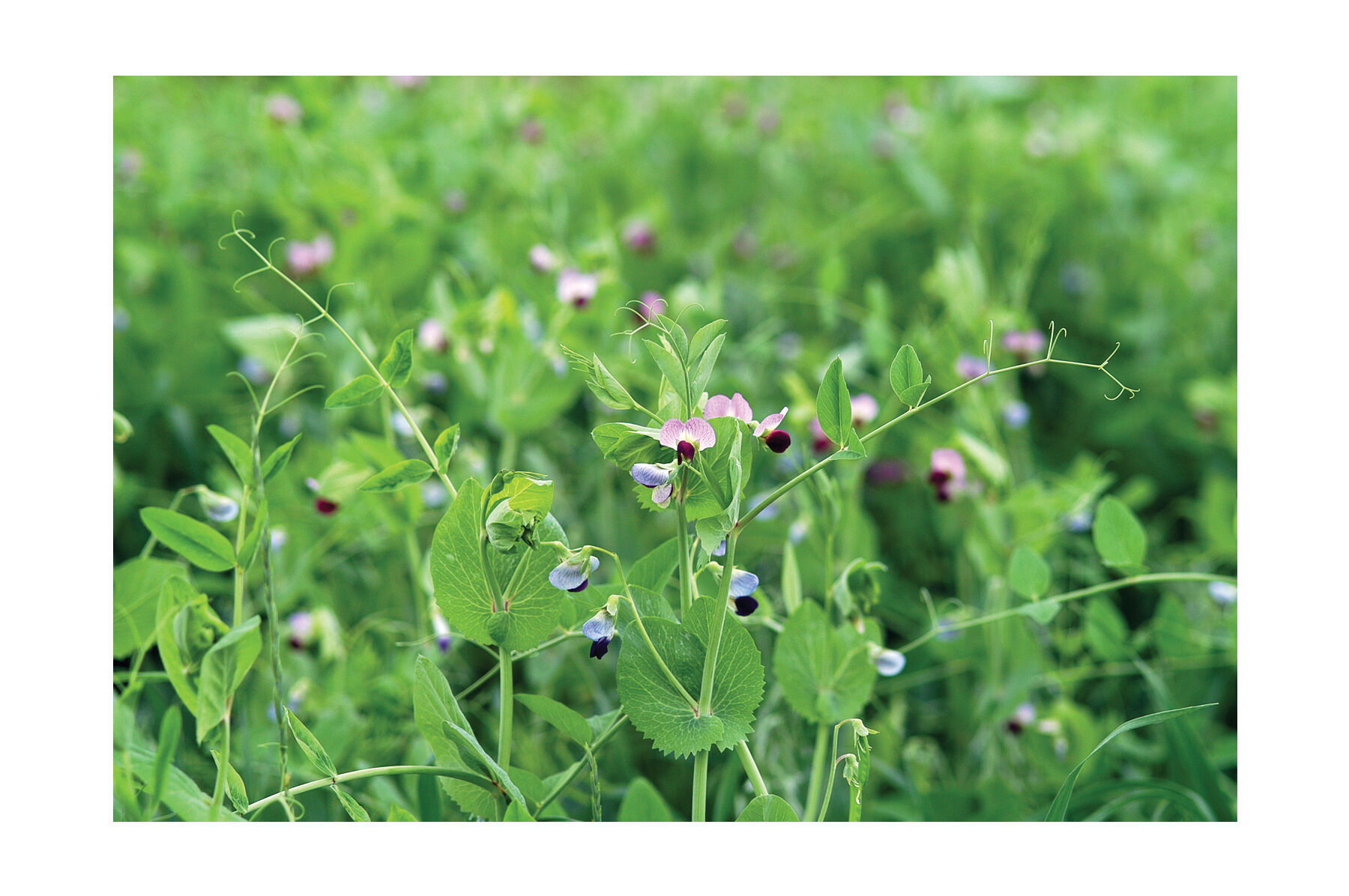 Field Peas (Maxum) Field Peas