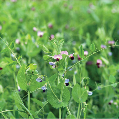 Field Peas (Maxum) Field Peas (Maxum) Field Peas
