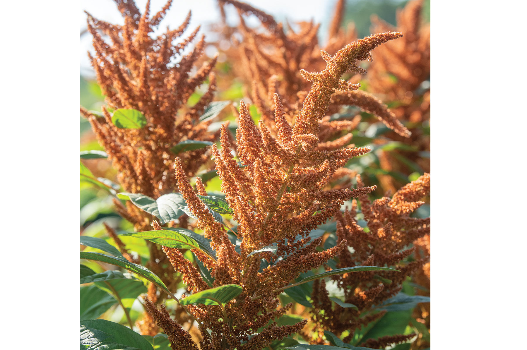 Hot Biscuits Amaranthus Seed Johnny's Selected Seeds