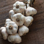 Inchelium Red Garlic