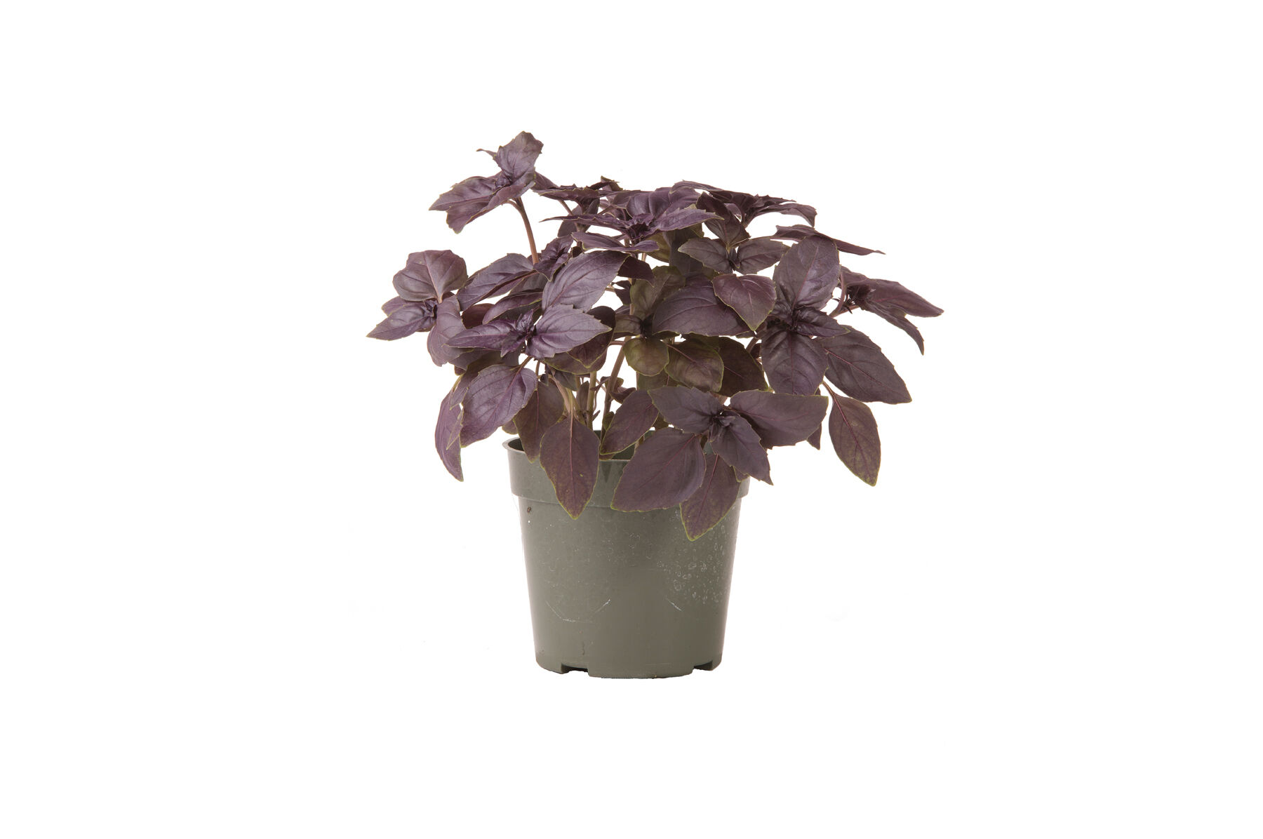 Red Rubin Purple Basil