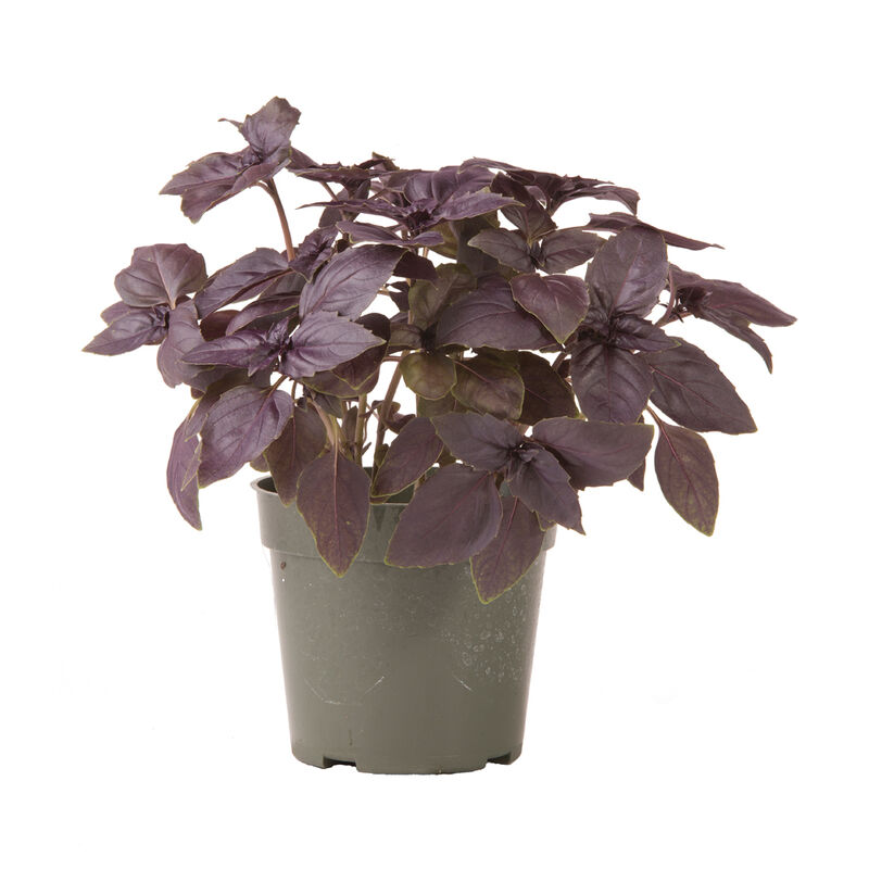 Red Rubin Purple Basil