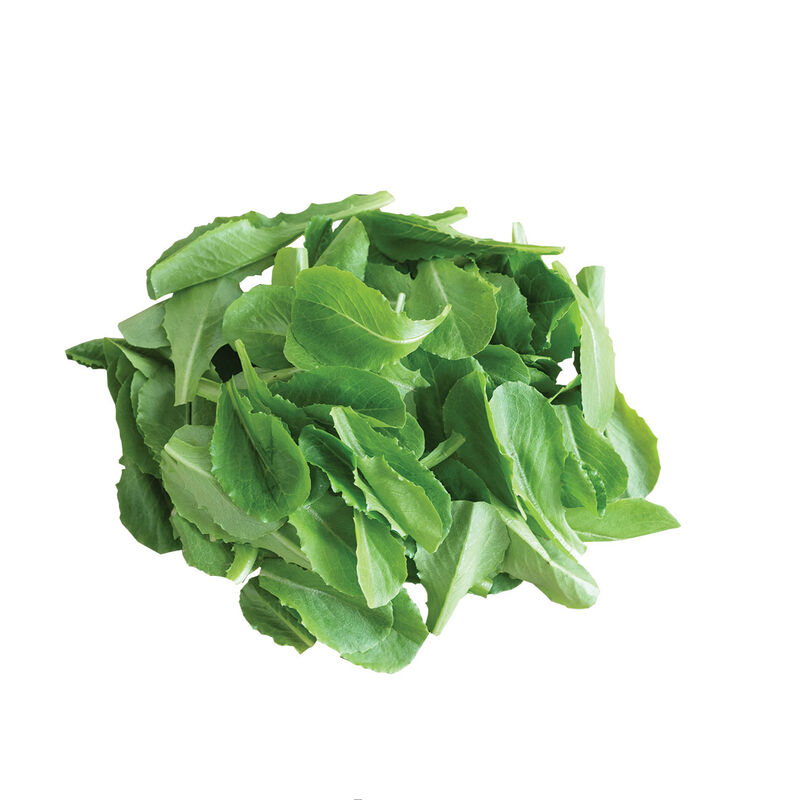 Parris Island Romaine Lettuce (Cos)
