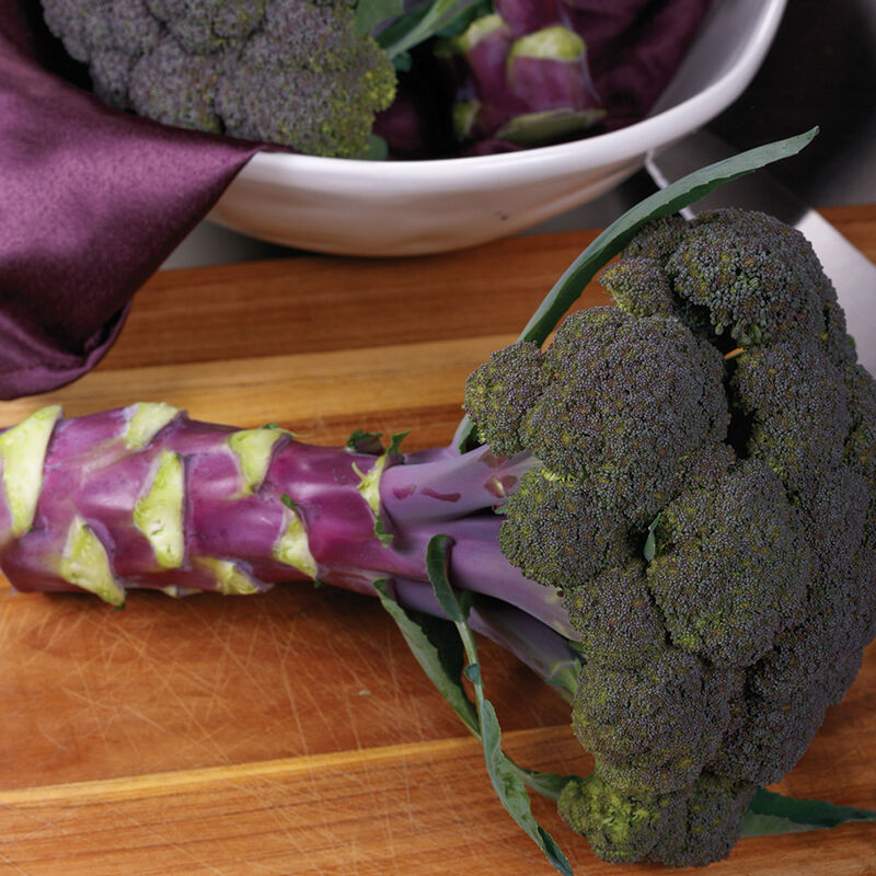 Purple Magic Standard Broccoli