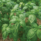 Noga Prospera® Active DMR Genovese Basil