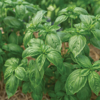 Noga Prospera® Active DMR Genovese Basil