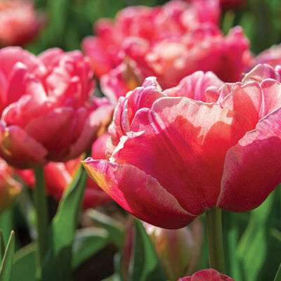 Verona Sunrise Tulips