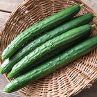Sashimi Seedless and Thin-skinned Cucumbers