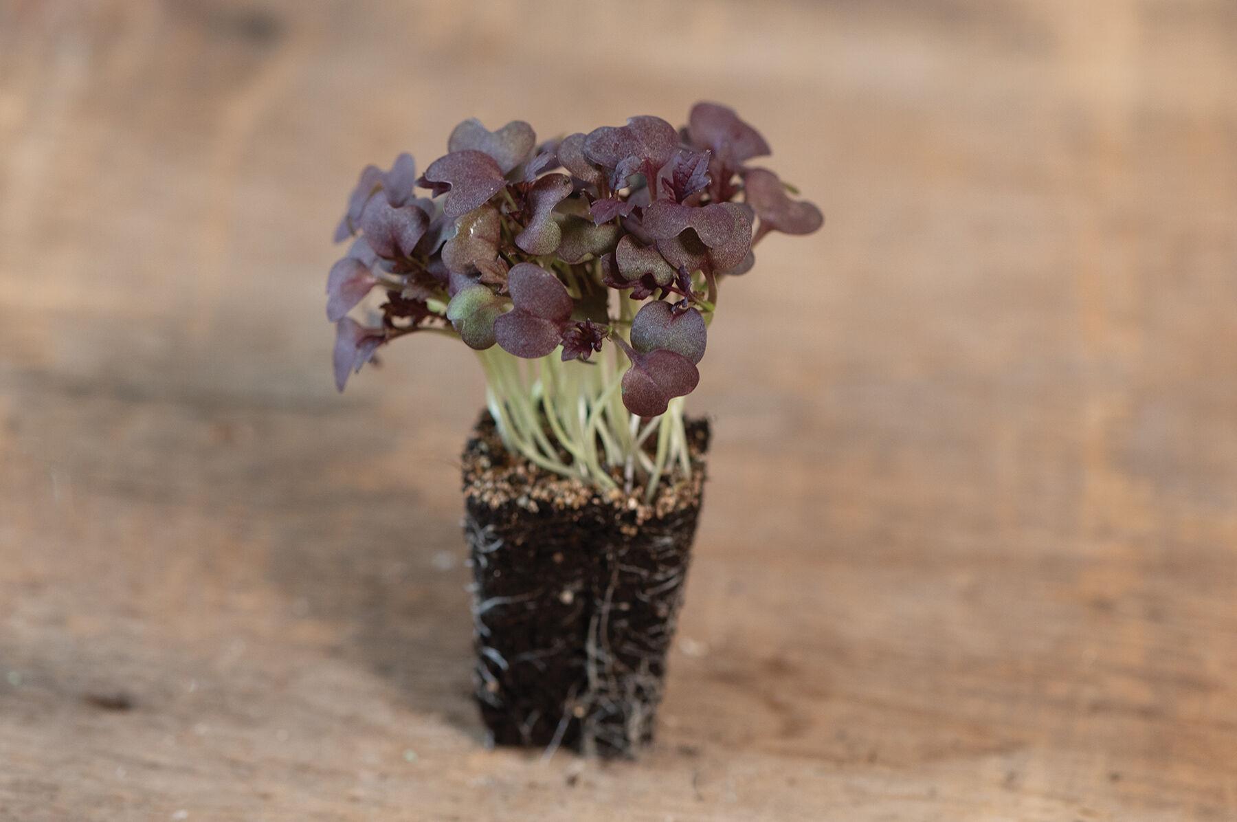 Mustard, Miz America - (F1) Microgreen Seed | Johnny's Selected Seeds