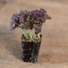 Mustard, Miz America Microgreen Vegetables