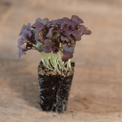 Mustard, Miz America Microgreen Vegetables