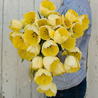 Ivory Floradale Tulips