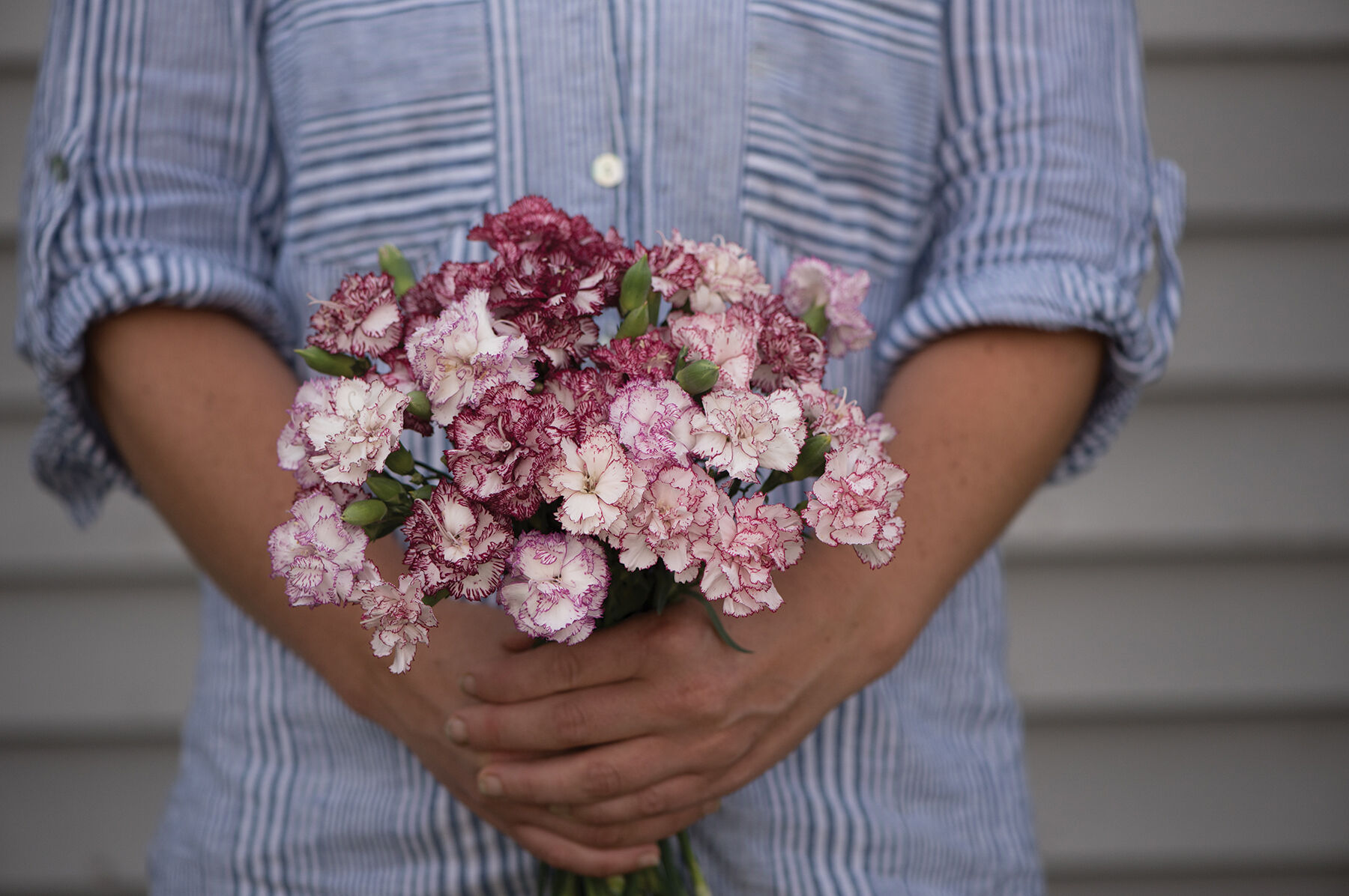 Chabaud Benigna Dianthus (Sweet William)