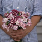 Chabaud Benigna Chabaud Benigna Dianthus (Sweet William)