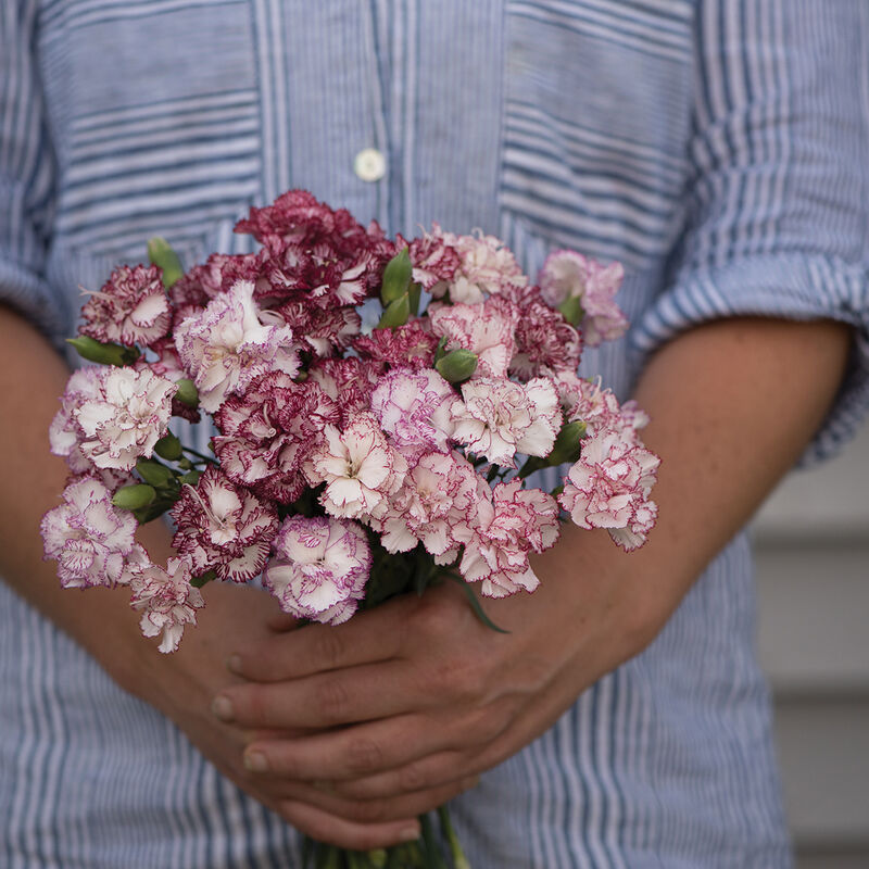 Chabaud Benigna Dianthus (Sweet William)