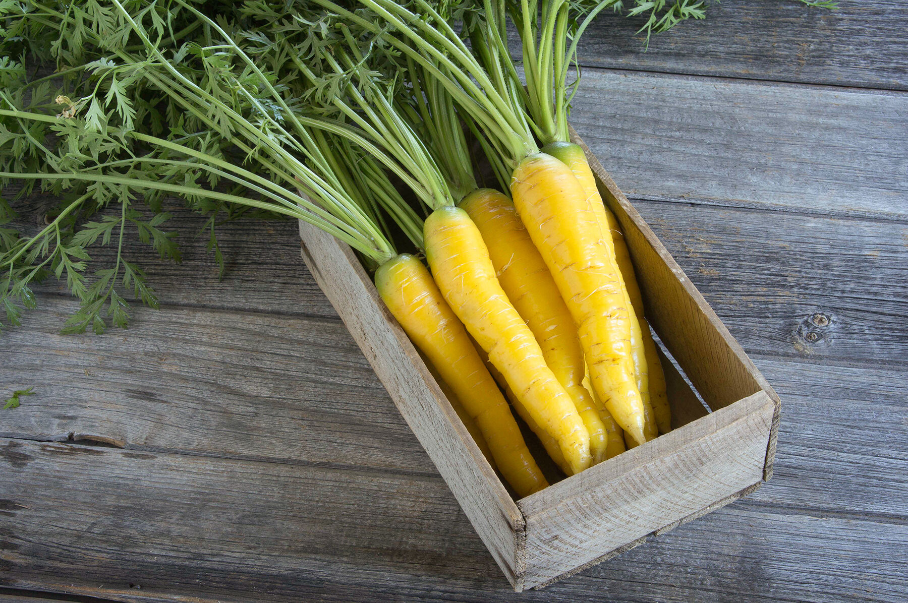 Gold Nugget - Pelleted (F1) Carrot Seed | Johnny's Selected