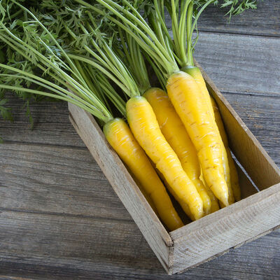Gold Nugget Colored Carrots