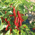 Red Flame Hot Peppers