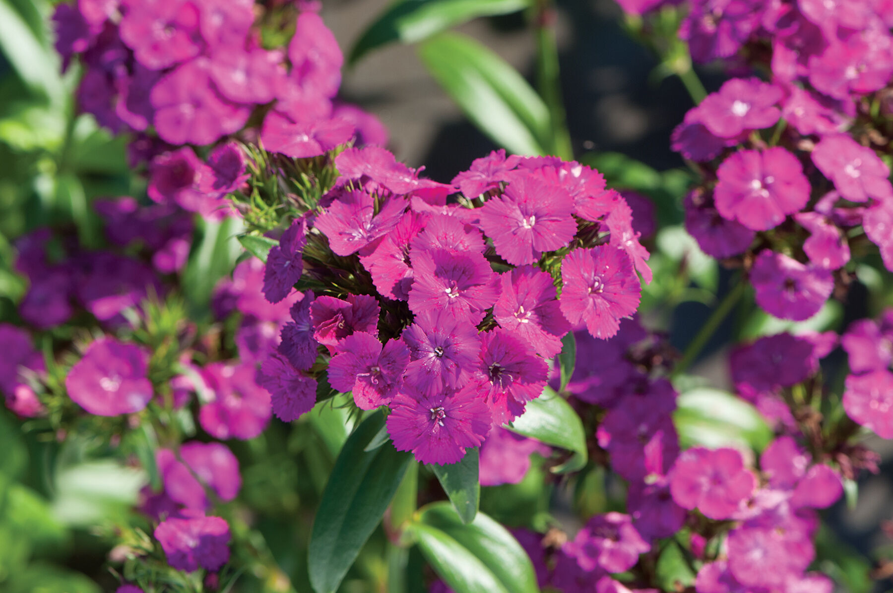 Johnny's Selected Seeds Dianthus Seed - Thumbnail 2