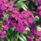 Amazon Neon Purple Dianthus (Sweet William)