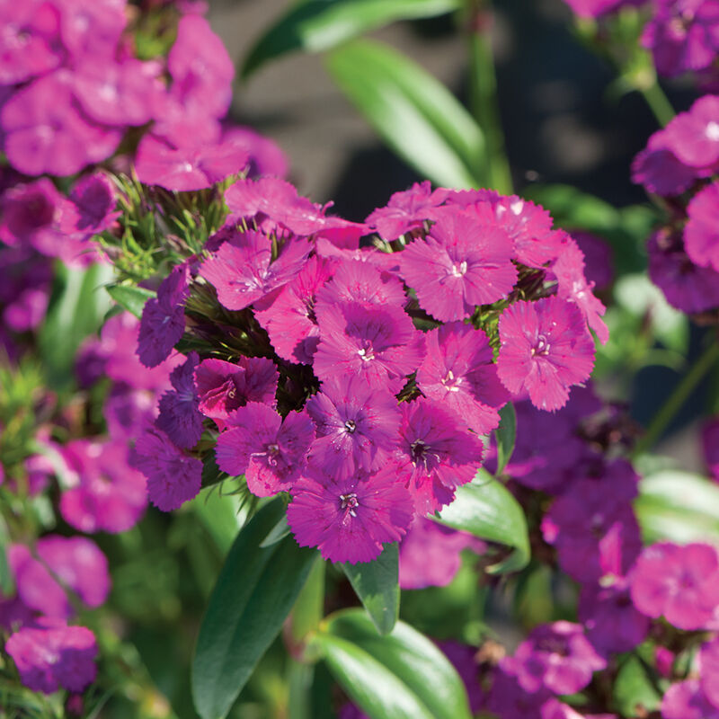 Amazon Neon Purple Dianthus (Sweet William)