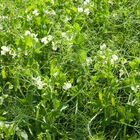 DS Admiral Pea Field Peas