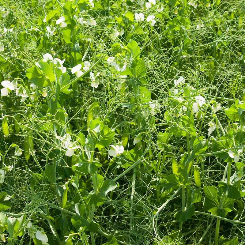 DS Admiral Pea Field Peas