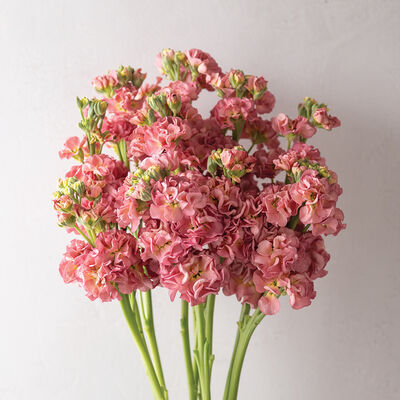 Beauty Salmon Pink Stock Seeds