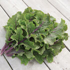 Unicorn Curly Kale