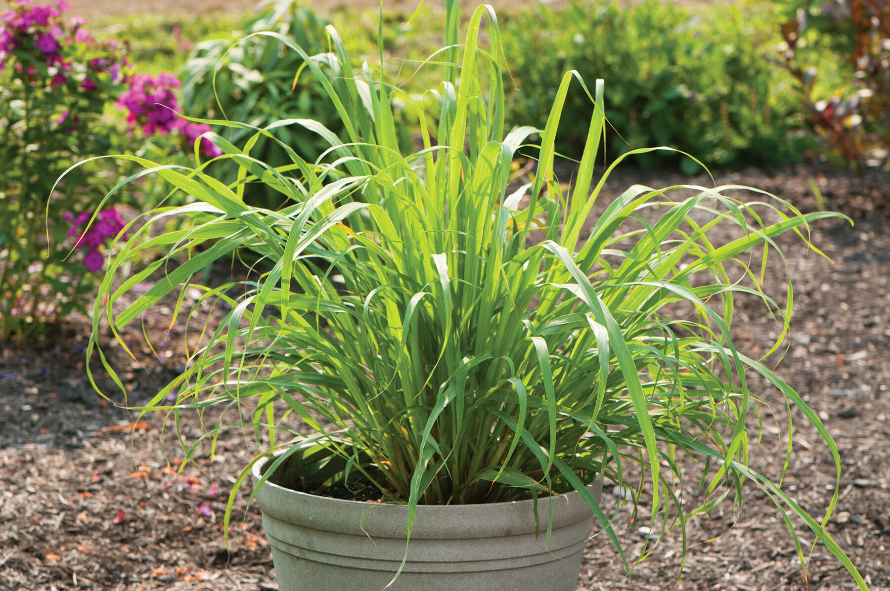 Lemon Grass, West Indian Lemon Grass