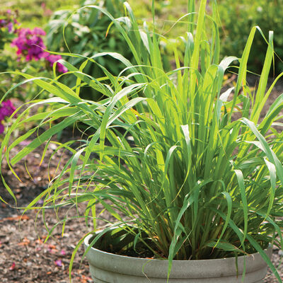 Lemon Grass, West Indian Lemon Grass