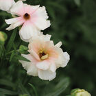 Butterfly™ Ariadne® Ranunculus