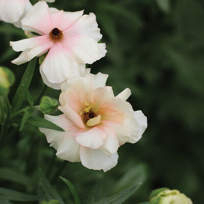 Butterfly™ Ariadne® Ranunculus