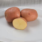 Red Gold Potatoes