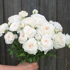 Romance™ Courchevel® Ranunculus