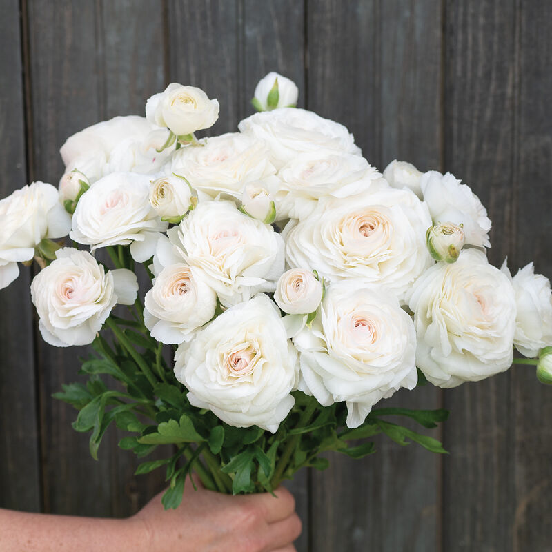 Romance™ Courchevel® Ranunculus
