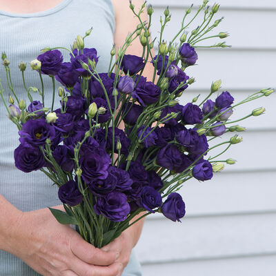 Doublini Blue Lisianthus