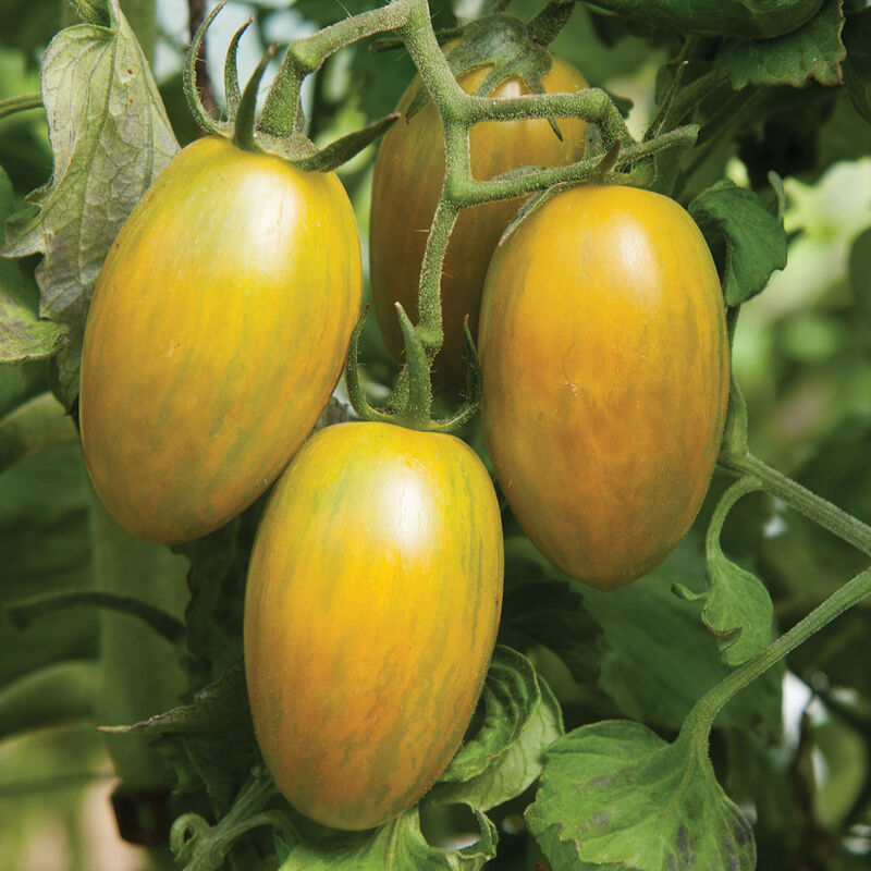 Green Tiger Specialty Tomatoes
