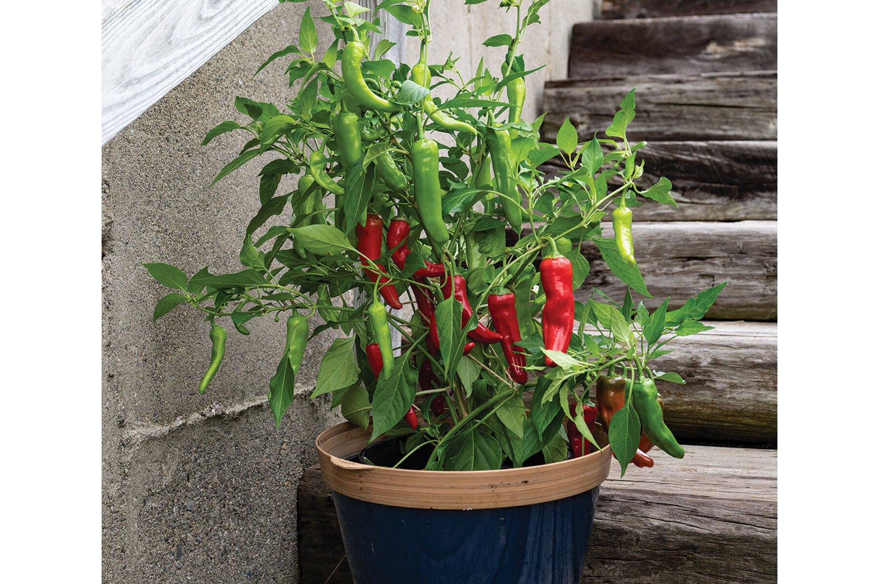 Red Ember Hot Peppers