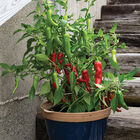 Red Ember Red Ember Hot Peppers