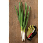 Nabechan Bunching Onions