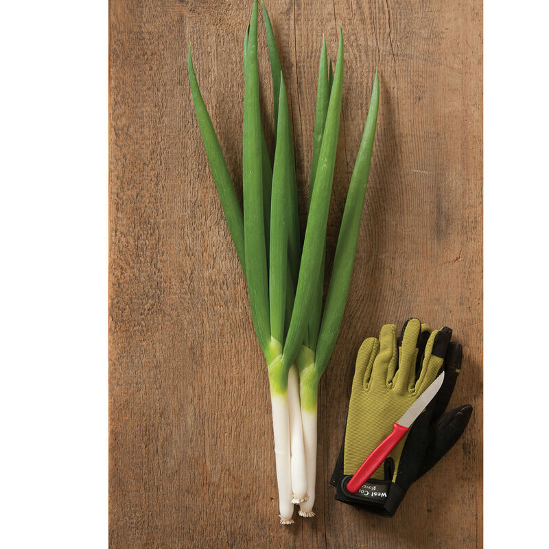 Nabechan Bunching Onions