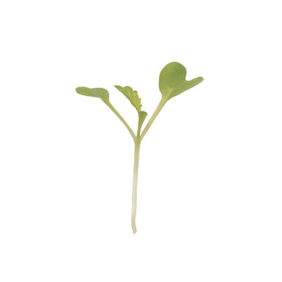Mustard, Green Wave Microgreen Vegetables
