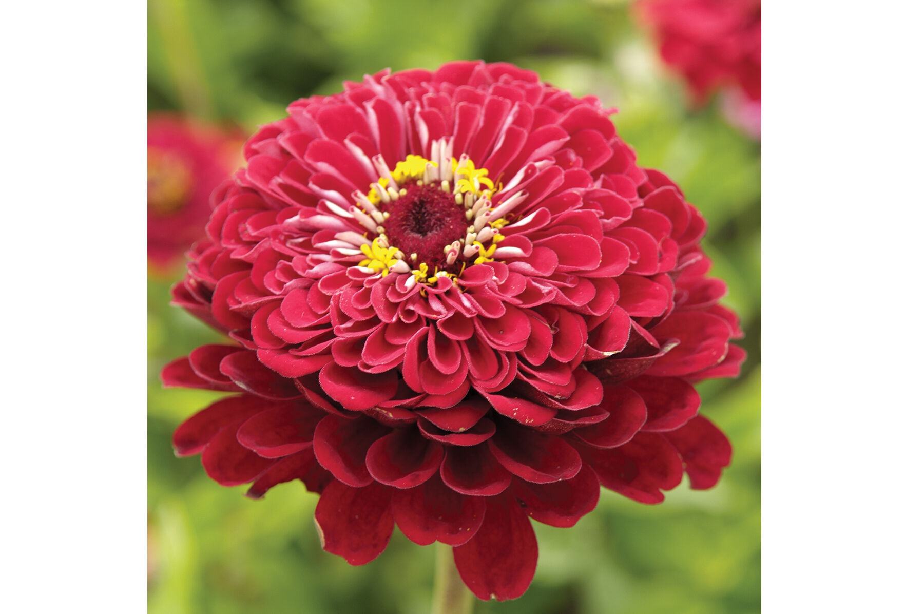 Giant Dahlia Flowered Deep Red Zinnia Seed Johnny's Selected Seeds