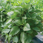 Cardinal Asian Basil