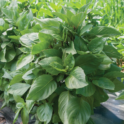 Cardinal Asian Basil