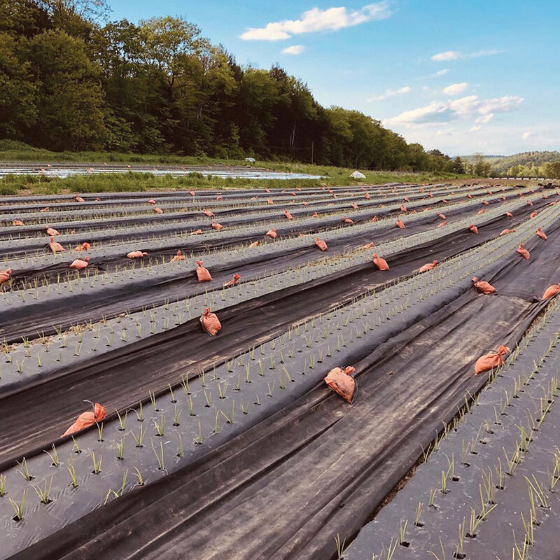 Black Weed Fabric – 5.25' x 820' Mulches and Weed Barrier