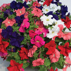 Dreams™ Mix Petunia